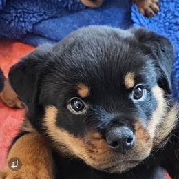 Rottweiler Puppies from Vom Uberlegenen Rottweilers