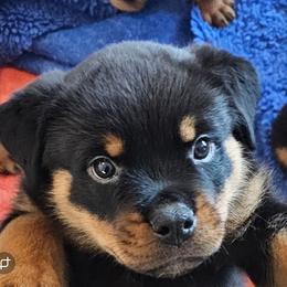 Rottweiler Puppies from Vom Uberlegenen Rottweilers