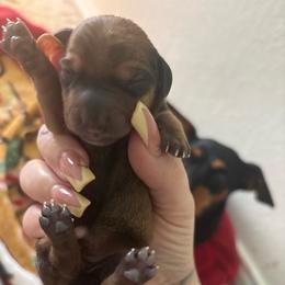 Mia - Sable female Dachshund puppy in Converse, Texas from JP's South Texas Dachshunds