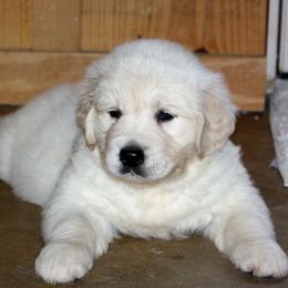 Golden Retriever Puppies from White Sand Golden Retrievers