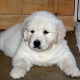 Golden Retriever Puppies from White Sand Golden Retrievers