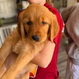 Pink-Princess - Dark golden female Golden Retriever puppy in Smithfield, Utah from Golden Palms Puppies