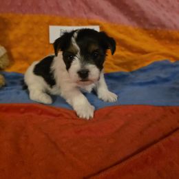 Boy 2 - Parti male Yorkshire Terrier puppy in Colton, Oregon from Yorkies & More R US