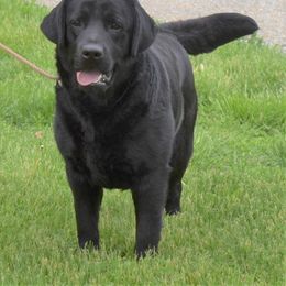 Labrador Retriever All Grown Up from BonaVenture Labradors