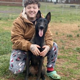 Belgian Malinois All Grown Up from E-Quality Kennels
