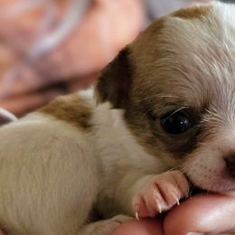 Chihuahuas from Seven Diamond Chihuahua's