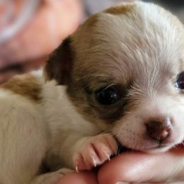 Chihuahuas from Seven Diamond Chihuahua's
