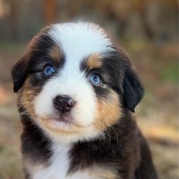 Girl 3 - Black tri-color female Australian Shepherd puppy in Oakridge, Oregon from Middle Fork Australian Shepherds