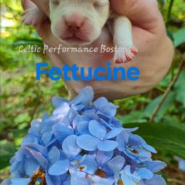 Fettucine - Lilac male Boston Terrier puppy in Griffin, Georgia from Celtic Performance Bostons