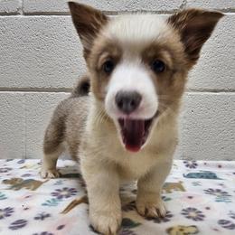 Leonardo (John) - Red male Pembroke Welsh Corgi puppy in Castle Rock, Washington from Heckman Corgis