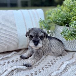 Giant Schnauzer and Miniature Schnauzer Puppies from Hillside Kennels