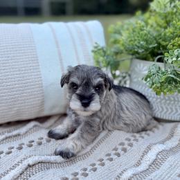 Giant Schnauzer and Miniature Schnauzer Puppies from Hillside Kennels