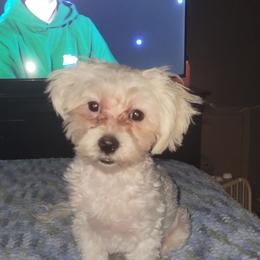Maltese puppies from Heltons Little Gems