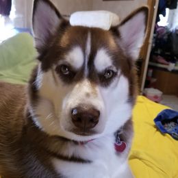 Siberian Huskies from Judi Singer's Siberian Huskies