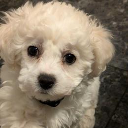 Girl 2 - White female Bichon Frise puppy in Eaton Rapids, Michigan from JMs Bichons