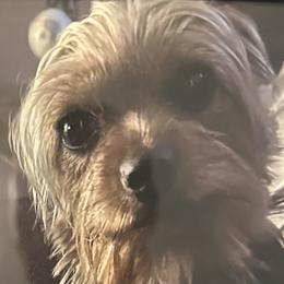 BELLA - Yorkshire Terrier