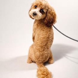 Waggs - Goldendoodle