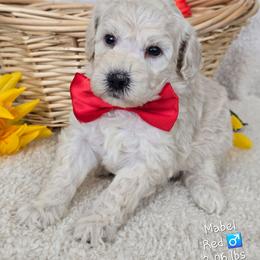 Red - Cream male Goldendoodle puppy in Rockledge, Florida from Stormie's Doodles