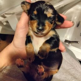 Cookie - Dapple female Dachshund puppy in Opelika, Alabama from Dachshund Darlins