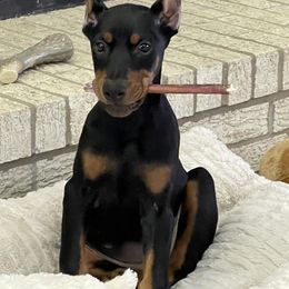 Doberman Pinscher and Labrador Retriever Puppies from Mississippi K9 Kennel