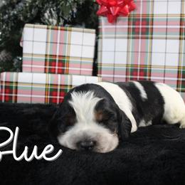 Blue - Black white and tan male English Springer Spaniel puppy in Barnstead, New Hampshire from C & S Farms