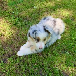 Australian Shepherd Puppies from IQ Farms Australian Shepherds