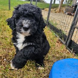 Red - Black and white male Bernedoodle puppy in Shelby, North Carolina from Forever Grateful Doodles