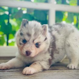 Bora (Pet Only Contract) - Merle female Pomsky puppy in Greenville, South Carolina from Thicketty Mountain Pomskies