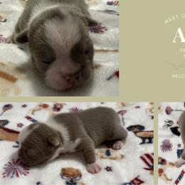 Ash - Lilac male Boston Terrier puppy in El Paso, Texas from Little Mister and Little Miss Boston Terriers
