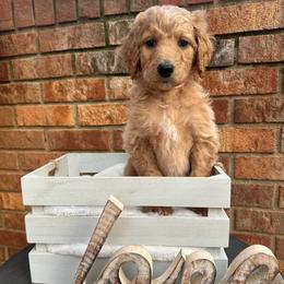 Sprinkles - Apricot female Goldendoodle puppy in Taylorsville, North Carolina from Doggone Dixie Doodles