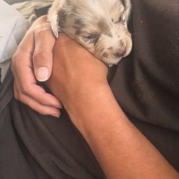 Miniature Australian Shepherd Puppies from Smushy Pups