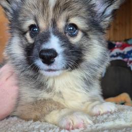 Fluffy Miss Ella - Sable female Pembroke Welsh Corgi puppy in Checotah, Oklahoma from Skoal Creek Corgi's