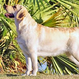Labrador Retrievers from High Roller Labradors