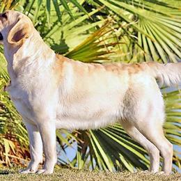 Labrador Retrievers from High Roller Labradors