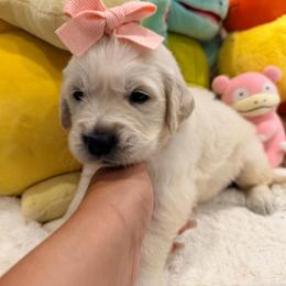 Mew - Light golden female Golden Retriever puppy in Shingle Springs, California from Creamy Retrievers