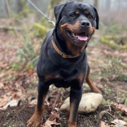 Josie - Rottweiler