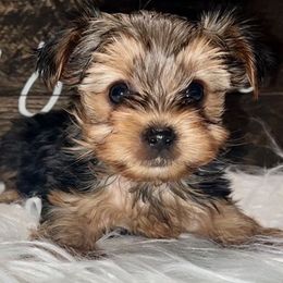 Yorkshire Terriers from EndGameYorkies