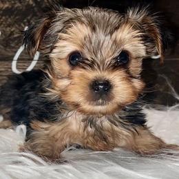 Yorkshire Terriers from EndGameYorkies
