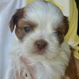 Bean - Liver male Shih Tzu puppy in Gig Harbor, Washington from Shih Tzu snuggles