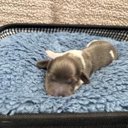 Kristoff 7 - Blue and tan male Dachshund puppy in Scottdale, Pennsylvania from Our Sweet Dachshund Farm
