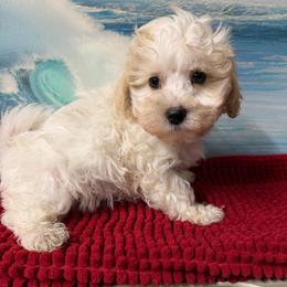 Austin - Parti male Maltipoo puppy in Lawrenceburg, Tennessee from LUV Poodles and Maltipoos
