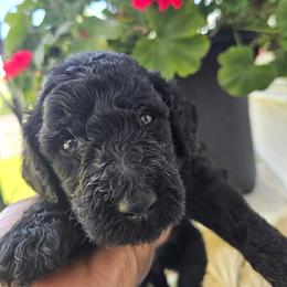 Girl 3 - female Poodle puppy in Columbia, South Carolina from Tommy Jones
