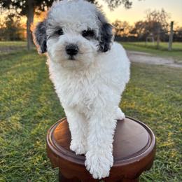 Parsley - Blue merle female Aussiedoodle puppy in Lake City, Florida from North Florida Poodles and Doodles