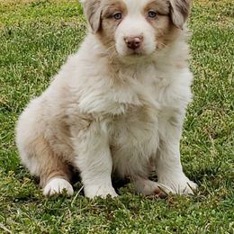 Australian Shepherd Puppies from Red Feather Aussies
