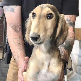 Male 4 - Red male Saluki puppy in Steamboat Rock, Iowa from River Valley Canines