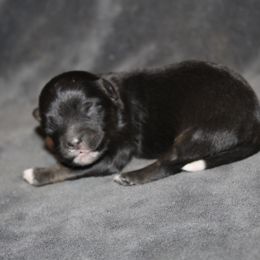Vera - Black tri-color female Aussiedoodle puppy in Loretto, Tennessee from K Kountry Farm