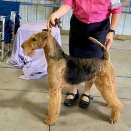 Airedale Terrier Puppies from Mystic’s Airedales