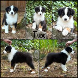 Tux (black tri male) - Black tri-color male Australian Shepherd puppy in Castle Rock, Washington from Zoolo Kennels “HOF”