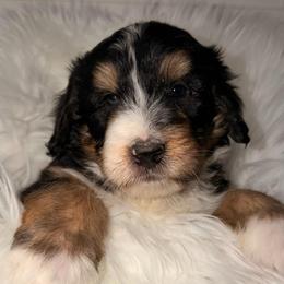 Confetti - Tri-color male Bernedoodle puppy in Beecher, Illinois from Erica’s Doodles