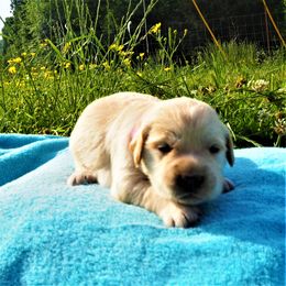 Goldendoodle and Golden Retriever Puppies from Golden Puppies USA